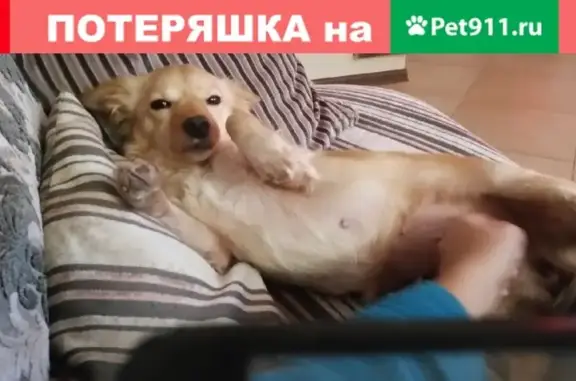 Найдена собака в Ростове, ищет дом