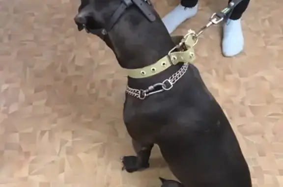 Найдена собака на улице Энтузиастов в Омске