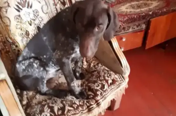 Собака найдена в Гагарине, срочно нужен хозяин!