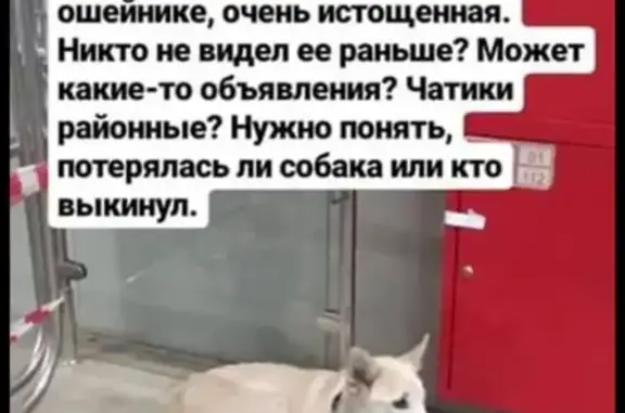 Найдена собака в Москве!