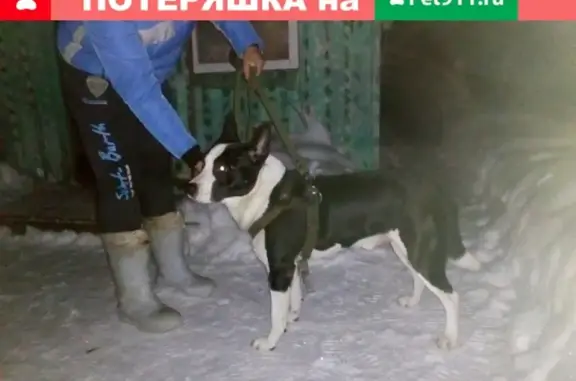 Найдена собака в Котельниче, Кировская обл.