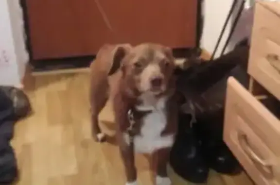 Найден маленький пес в Москве