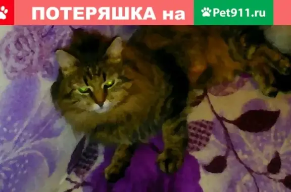 Пропала кошка на ул. 65-летия Победы и Молодежной, кличка Зося.