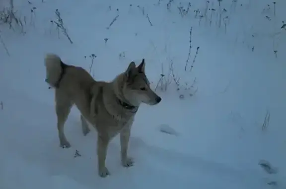 Пропала собака Капля в селе Котиха, Нижегородская область