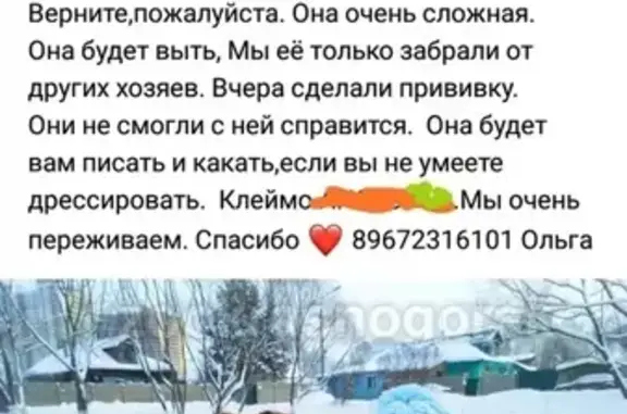 Пропала собака Спарта в районе Черневской церкви, у дома Ленина 67