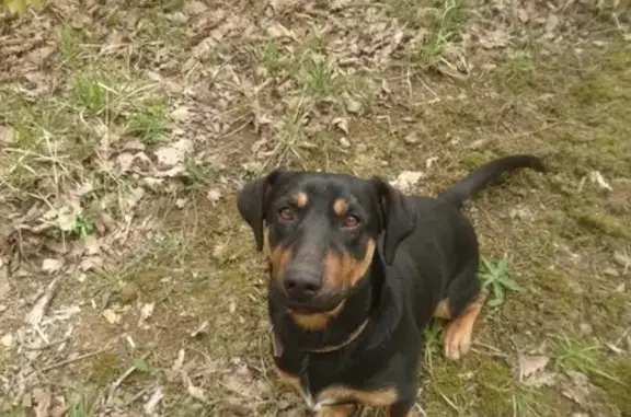 Пропала собака в Новомихайловке, вознаграждение за находку.