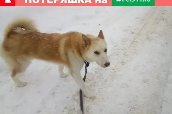 Найдена рыжая собака на дороге в Ярославль