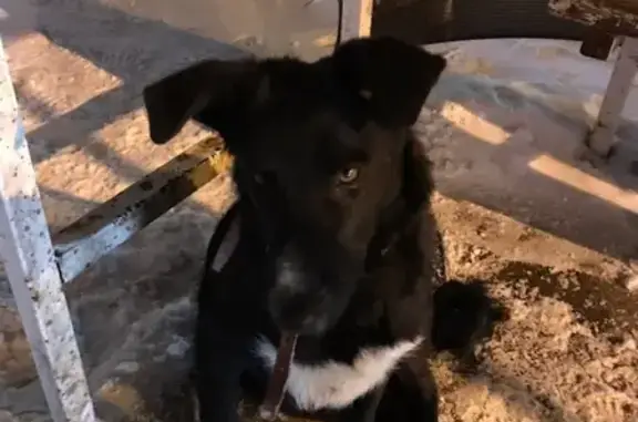 Собака с ошейником ищет дом в Магнитогорске #потеряшка_магнитогорск