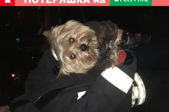 Собака Йорк найдена на ул. Чичерина (Москва)