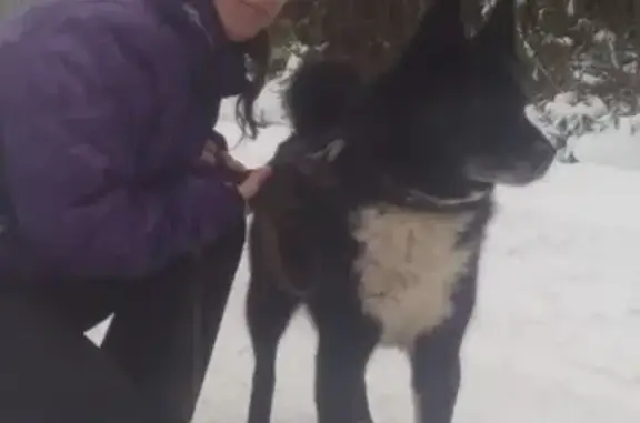 Объявления о пропавших и найденных животных, Азамай, фото: Пропала собака в деревне Азамай, Извиль, Калевай, Удмуртская Республика