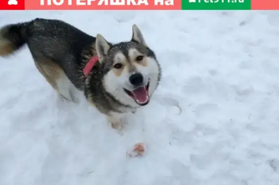 Пропала собака в Заволжском районе, номер телефона в объявлении