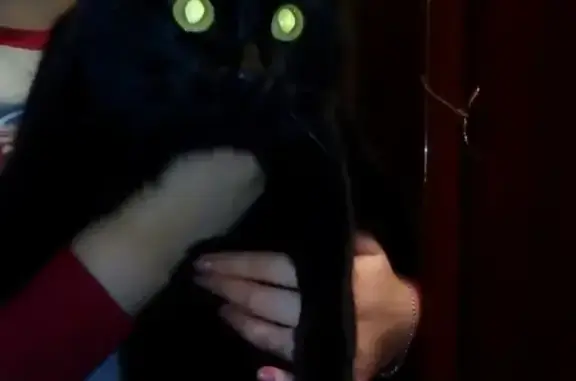 Найдена чёрная кошка на ул. Лазурная в Стерлитамаке