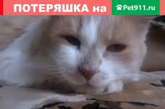 Пропал кот на Вишнёвой улице, белый с коричневым пятном