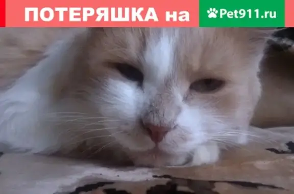 Пропал кот британец на СреднеКутузовской ул. в Пензе