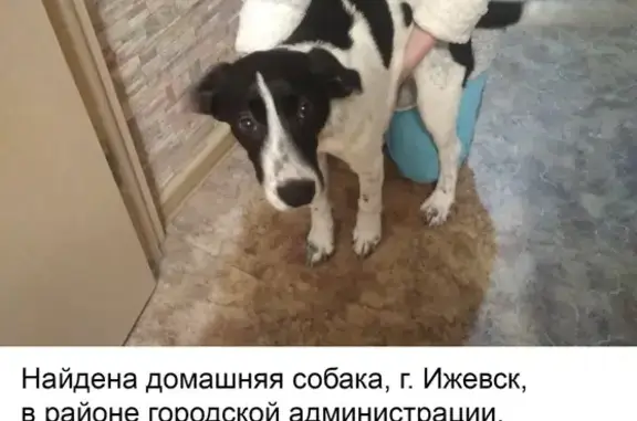 Найдена дружелюбная собака в Ижевске