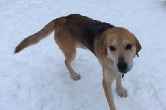 Найдена собака в Серпуховском районе, Московская область