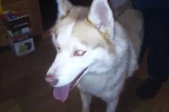 Собака найдена в д. Павлино, Балашиха.