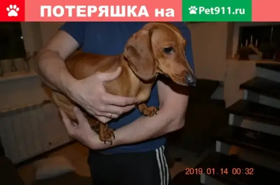 Найдена собака с ошейником и поводком в Варкалово