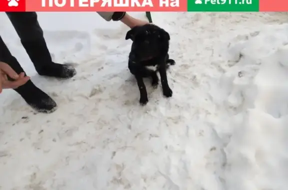 Собака с ошейником найдена в Люберцах