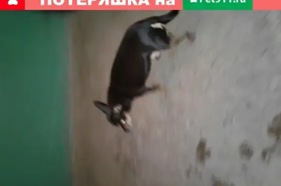 Найдена собака на улице Новгородцевой, Екатеринбург