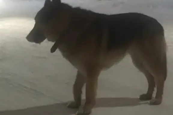 Потерян домашний пёс в районе аэропорта Сургута