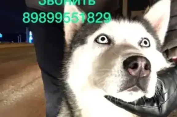 Найдена собака, Уфа, фото: Найден хаски в Уфе из п.8 Марта