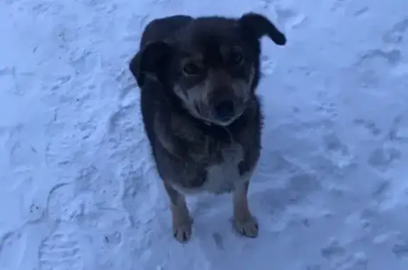 Найдена собака в Сосновке, ищут хозяев