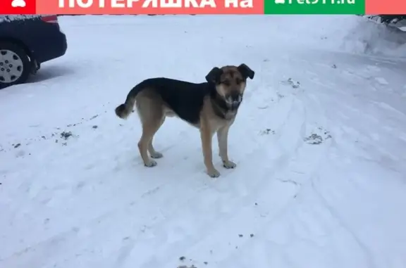 Найдена собака в деревне Рай, ищем хозяев или приют
