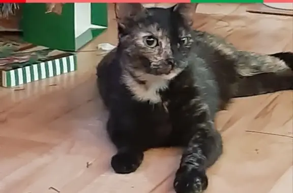 Пропала кошка в Советске, Калининградская область