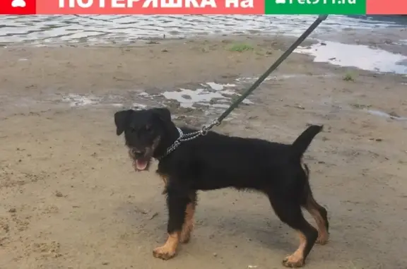 Пропала собака в Балашихе, ул. Свердлова, 21 - ЗЕДА!