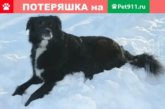 Пропала собака в Петропавловске-Камчатском, ул. Терешковой