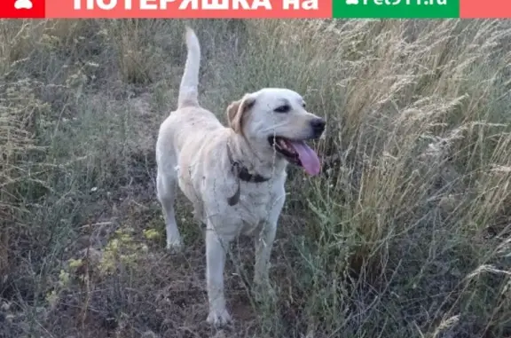 Пропала собака Ника в Суровикано
