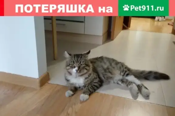 Пропал кот Мурзик в Всеволожском районе, ЛО