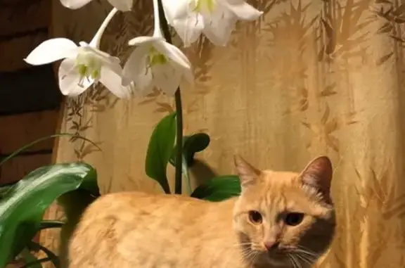 Пропала кошка Филя в Боровой, Соликамск