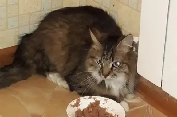 Найдена кошка на Гарабурды, 25а в Смоленске