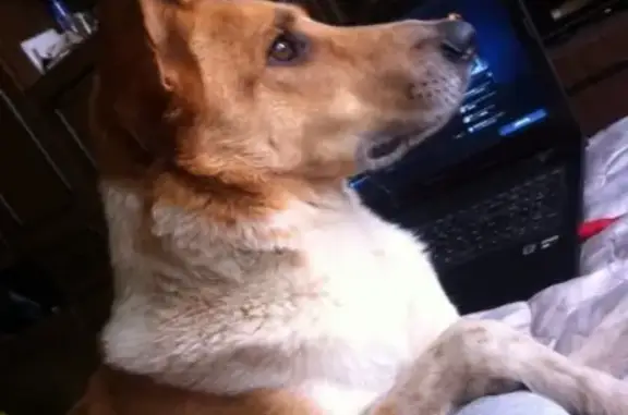 Пропала собака Бадик в Наро-Фоминском городском округе