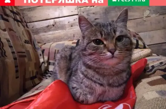 Найден кот в Омске, район Мебельной фабрики