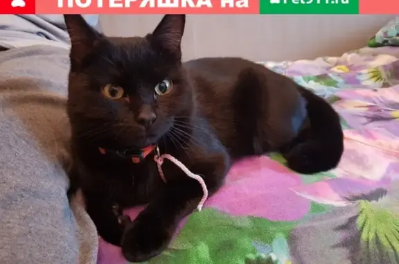 Найден черный кот на улице Викулова 61к1, ищем хозяев