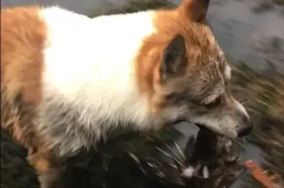 Собаки потеряшки, деревня Утенино, фото: Потеряшка собака в Утенино-Старикова, отзывается на Туман