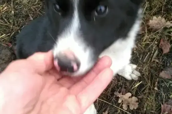 Собаки потеряшки, Наговское, фото: Потеряшка лайка в д. Загорье, Старорусский район