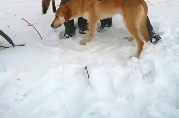 Пропала собака в Лихославльском районе - ищем 
