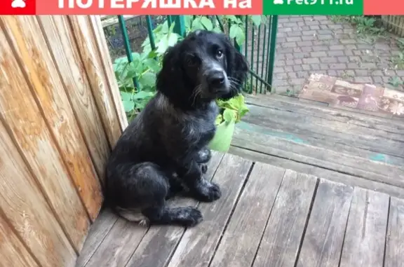 Пропала собака возле ТЦ Маяк, Калининград, 13.01.2019.