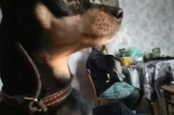 Пропала собака в поселке Горняцкий, Ростовская область