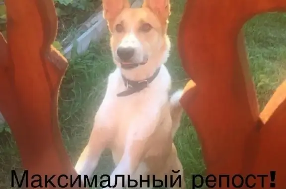 Пропала собака Бадик в Наро-Фоминском городском округе