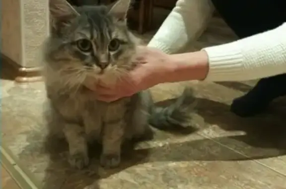 Найдена кошка возле дома на Омской 121