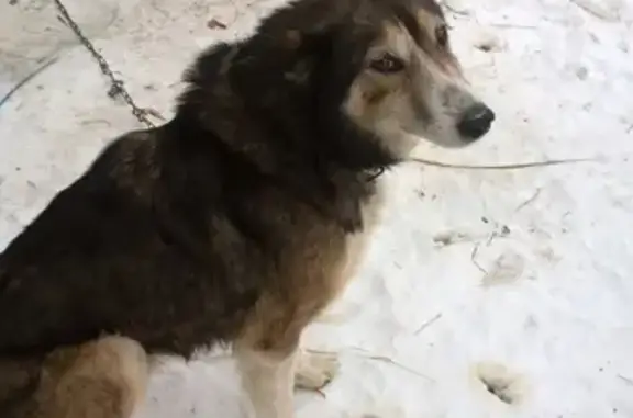 Пропала собака в Ростове, тёмного окраса с ошейником и биркой