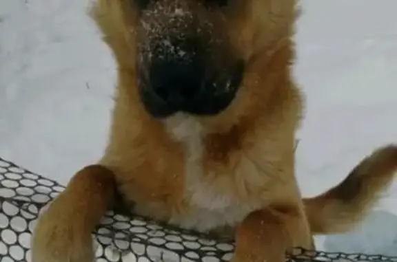 Пропала собака Рекс в Краснодарском крае
