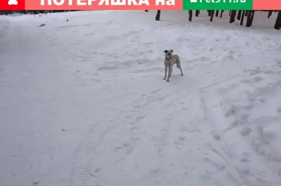 Найдена собака в лесу возле больницы Эрдмана, Барнаул.