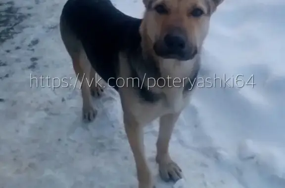 Найдена домашняя собака в Саратове, ищем хозяев