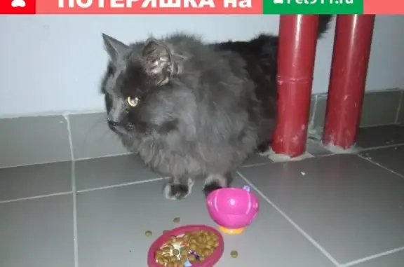 Найдена кошка на ул. Бакинских Комиссаров, ищем хозяев